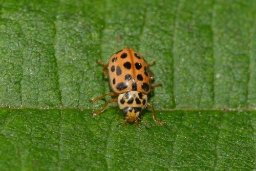 Anisosticta novemdecimpunctata